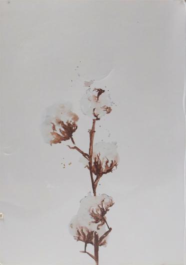 1/11.5NM紅顏莫稀